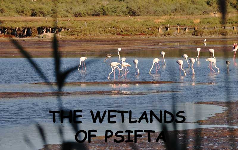 The water-biotope of Psifta