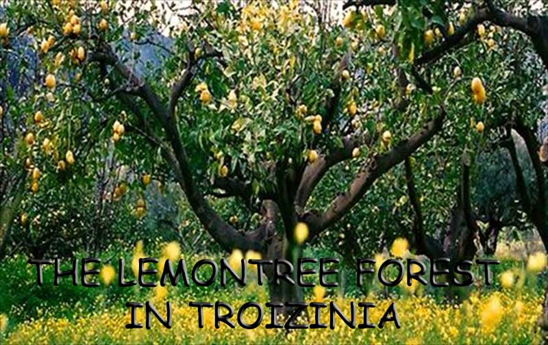 The Lemon forest